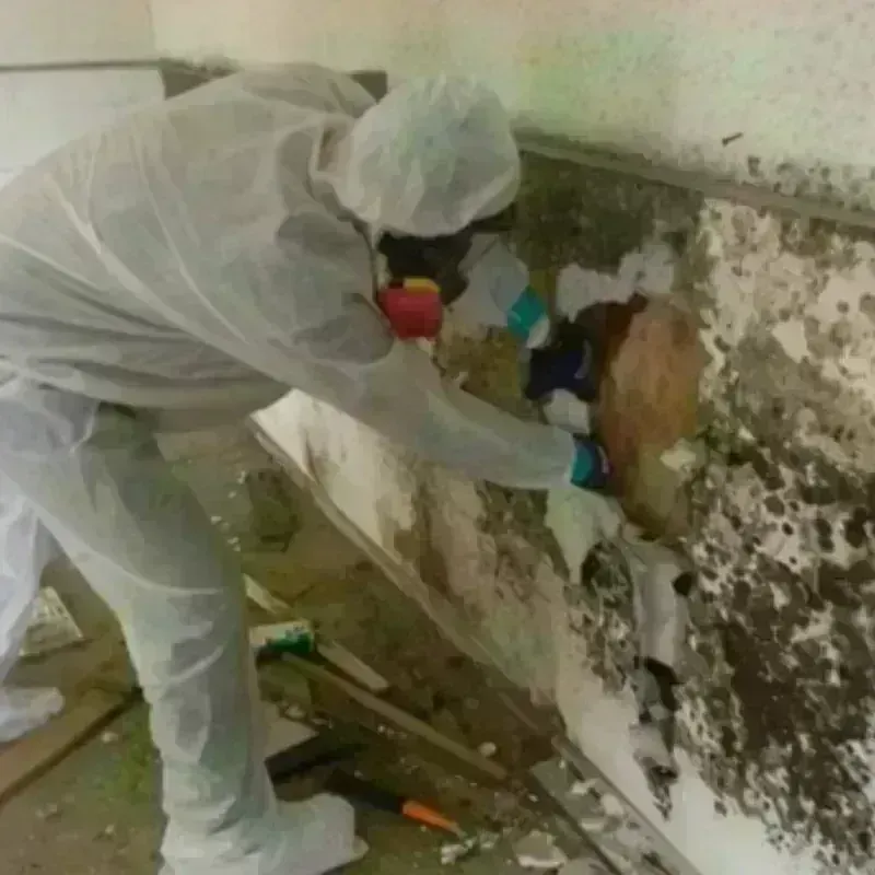 Mold Remediation and Removal in Benson, UT